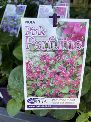 VIOLA PINK PERFUME 14CM PGA