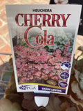 HEUCHERA CHERRY COLA 14CM PGA