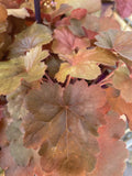 HEUCHERA CHERRY COLA 14CM PGA