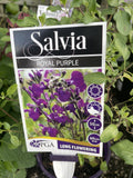 SALVIA ROYAL PURPLE 14CM PGA