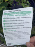 SALVIA ROYAL PURPLE 14CM PGA