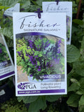 SALVIA VIVACIOUS FISHER 14CM PGA 