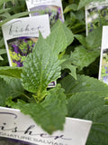 SALVIA VIVACIOUS FISHER 14CM PGA 