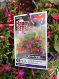 FUCHSIA HAPPY BELLS VIVACIOUS 14CM PGA