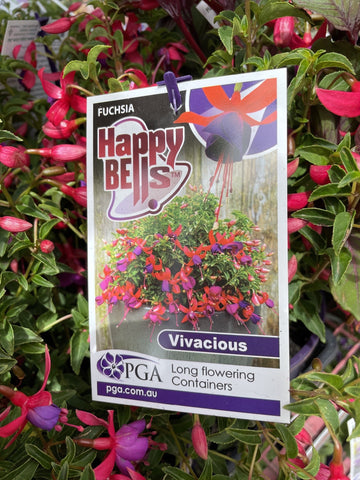 FUCHSIA HAPPY BELLS VIVACIOUS 14CM PGA