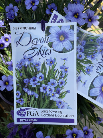SISYRINCHIUM DEVON SKIES 14CM PGA