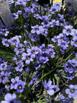 SISYRINCHIUM DEVON SKIES 14CM PGA