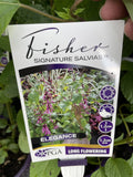 SALVIA ELEGANCE FISHER 14CM PGA