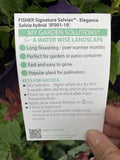 SALVIA ELEGANCE FISHER 14CM PGA