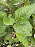 SALVIA ELEGANCE FISHER 14CM PGA