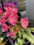 LEWISIA SAFIRA CORAL 14CM PGA