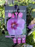 ANISODONTEA AFRICAN ROSE DAYO 14CM PGA