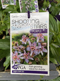 TRICYRTIS PURPLE SHOOTING STARS GARDEN ORCHID 14CM PGA