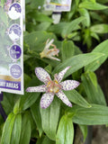 TRICYRTIS PURPLE SHOOTING STARS GARDEN ORCHID 14CM PGA