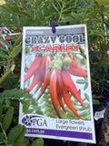 CLIANTHUS CRAZY COOL SCARLET 14CM PGA