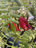 CLIANTHUS CRAZY COOL SCARLET 14CM PGA
