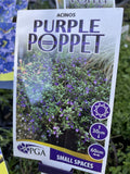 ACINOS PURPLE POPPET 14CM PGA