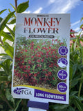 MIMULUS MONKEY FLOWER BURGUNDY 14CM PGA