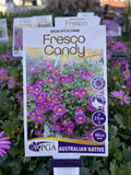 BRACHYSCOME FRESCO CANDY 14CM PGA