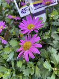 BRACHYSCOME FRESCO CANDY 14CM PGA