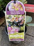 HELLEBORUS FROSTKISS MAGICO® 18CM PGA
