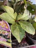 HELLEBORUS FROSTKISS MAGICO® 18CM PGA