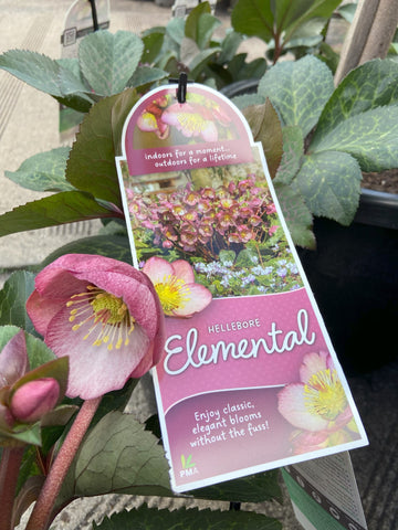 HELLEBORUS FROSTKISS® ELEMENTAL 18CM PGA