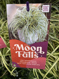 CAREX MOON FALLS 14CM PGA