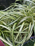 CAREX MOON FALLS 14CM PGA