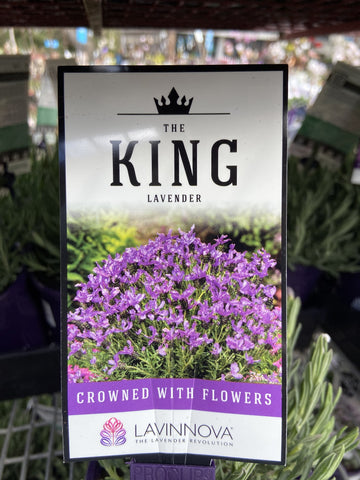 LAVINNOVA LAVENDER THE KING 14CM PGA