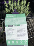 LAVINNOVA LAVENDER THE KING 14CM PGA