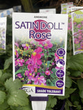 ANEMONE SATIN DOLL ROSE™ 14CM PGA