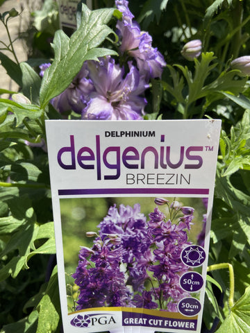 DELPHINIUM DELGENIUS BREEZIN 20CM PGA