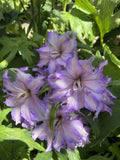 DELPHINIUM DELGENIUS BREEZIN 20CM PGA
