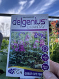 DELPHINIUM DELGENIUS CHANTAY 20CM PGA
