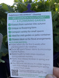 DELPHINIUM DELGENIUS CHANTAY 20CM PGA