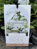 RUNAWAY BRIDE™ HYDRANGEA hybrid ‘USHYD0405’ 20CM PGA