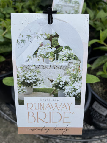 RUNAWAY BRIDE™ HYDRANGEA hybrid ‘USHYD0405’ 20CM PGA