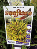 HAKONECHLOA SUNFLARE 14CM PGA