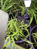 HAKONECHLOA SUNFLARE 14CM PGA