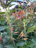 AGASTACHE ORANGE FIESTA 14CM PGA 