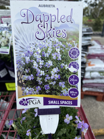 AUBRIETA DAPPLED SKIES 14CM PGA