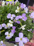 AUBRIETA DAPPLED SKIES 14CM PGA