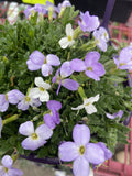 AUBRIETA DAPPLED SKIES 14CM PGA