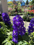 DELPHINIUM GLITZY DELGENIUS 20CM PGA