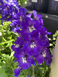 DELPHINIUM GLITZY DELGENIUS 20CM PGA