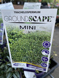 TRACHELOSPERMUM MINI GROUNDSCAPE 14CM PGA