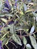 TRACHELOSPERMUM MINI GROUNDSCAPE 14CM PGA