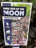 ASTILBE DARK SIDE OF THE MOON 14CM PGA