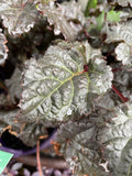 ASTILBE DARK SIDE OF THE MOON 14CM PGA